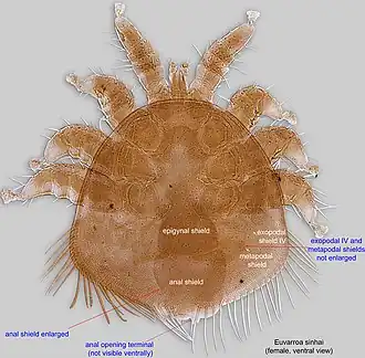 Клещ Euvarroa sinhai