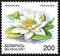 Кувшинка белая (Nymphaea alba)