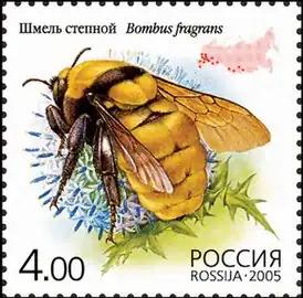 Шмель степной (2005)