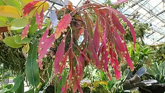 Pseudorhipsalis ramulosa