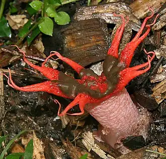 Aseroe rubra