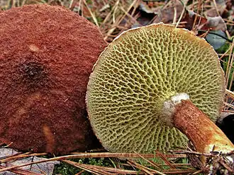 Болетин полоножковый, видны характерно радиально расположенные поры