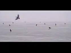 «Грачи»,&nbsp;2011