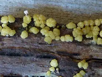 Стромы телеоморфы