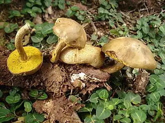 Моховик паразитный (Pseudoboletus parasiticus)