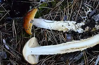 Заметны характерные чешуйки покрывала в основании ножки