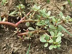 Портулак огородный