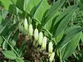 Купена аптечная (Polygonatum odoratum) c однобочным расположением листьев