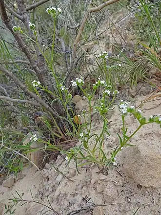 Cryptantha pterocarya