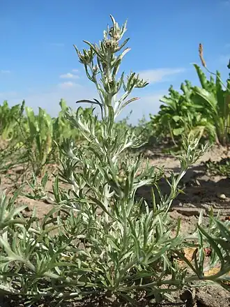 Сушеница топяная — типовой вид рода Сушеница. Общий вид цветущего растения
