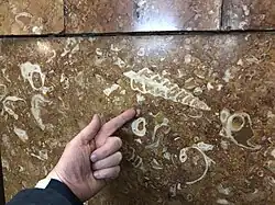 Крупная раковина