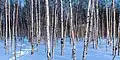 Берёзовый лес в Якутии