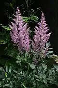 Астильбе японская (Astilbe japonica)