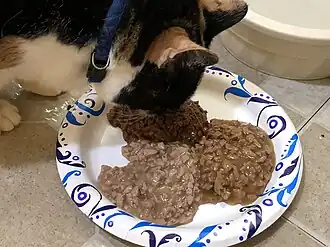 Трёхцветная кошка, едящая Fancy Feast