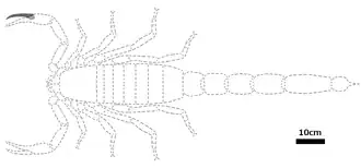 Серым отмечен известный материал; остальное — реконструкция