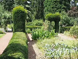 Дизайнерские кустарники