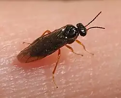 Hoplocampa fulvicornis