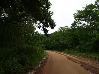 Дорога в лесу