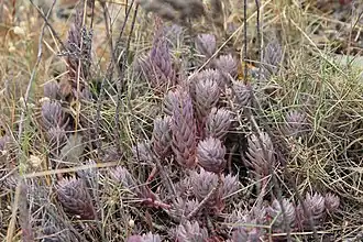 Небольшая группа