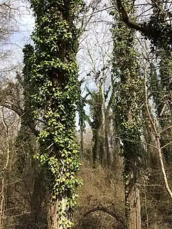 Самурский лес