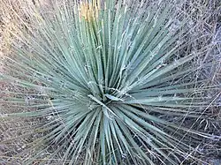 Dasylirion occidentalis