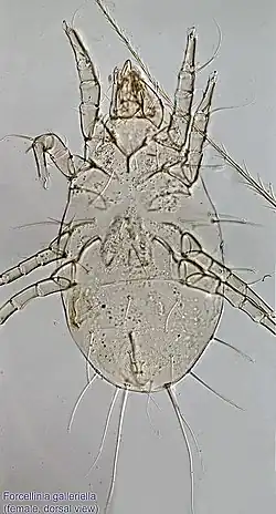 Forcellinia wasmanni