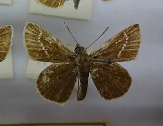 Толстоголовка инах