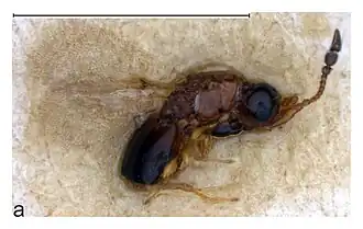 Doliopria myrmecobia