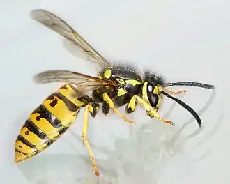 Оса германская (Vespula germanica)