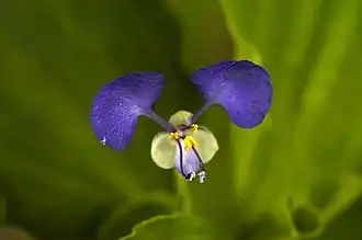 Коммелина бенгальская (Commelina benghalensis)