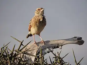 Африканский кустарниковый жаворонок (Кения)