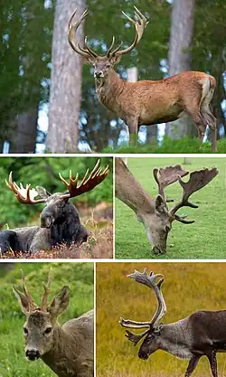 Верхний ряд: благородный олень
Средний ряд: европейский лось, лань
Нижний ряд: европейская косуля, северный олень.