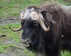 Овцебык в зоопарке «Живые алмазы Якутии»