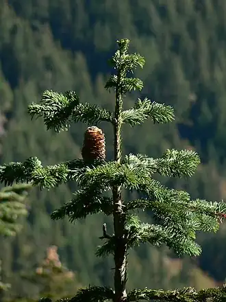 Abies amabilis
