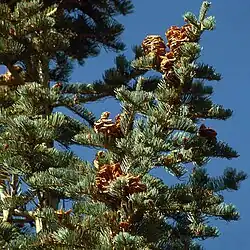 Пихта одноцветная30 января 2010