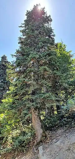 Габитус взрослого дерева в природном заповеднике, расположенном на горном хребте Бабор[англ.], Сетиф, Алжир