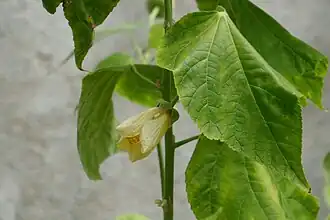 Abutilon pitcairnense в Национальном ботаническом саду Ирландии