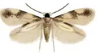 Acalyptris platani