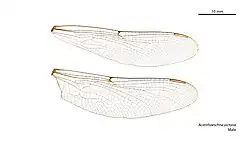 Крылья самца