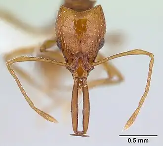 Муравей Acanthognathus ocellatus