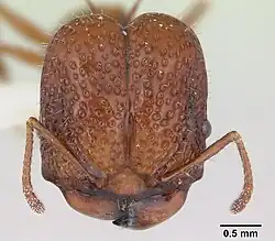 Acanthomyrmex basispinosus, солдат