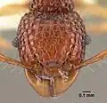 Acanthomyrmex crassispinus, рабочий