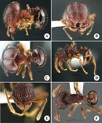 Солдат (A, B, C) и мелкий рабочий