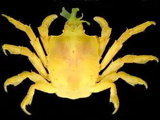 Acanthonyx petiverii