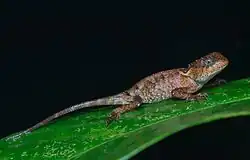 Acanthosaura lepidogaster