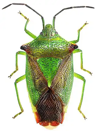 Килевик лиственный (Acanthosoma haemorrhoidale)