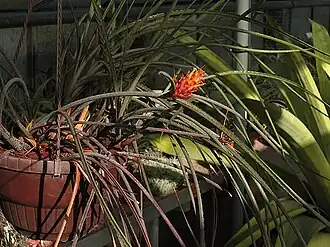 Acanthostachys strobilacea