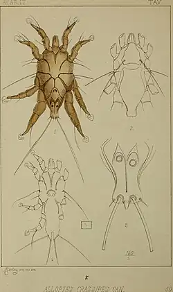 Alloptes crassipes