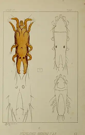Pterolichus reperta