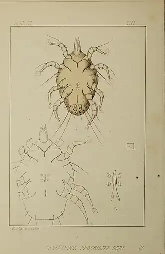 Canestrinia procrusti